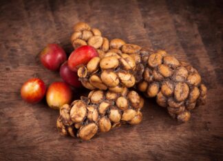 ¡El café más caro del mundo! Café de Civeta ¡El-cafe-mas-caro-del-mundo-Cafe-de-Civeta-.