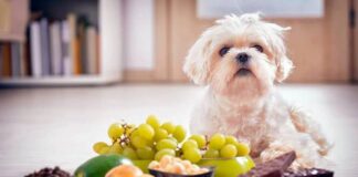 Alimentos que son tóxicos para los perros Alimentos que son tóxicos para los perros