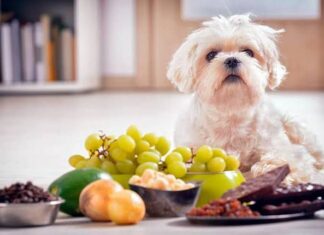 Alimentos que son tóxicos para los perros Alimentos que son tóxicos para los perros