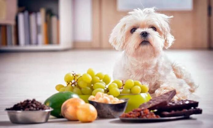 Alimentos que son tóxicos para los perros