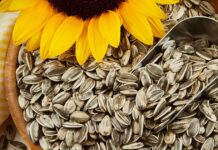 Semillas de Girasol, el snack perfecto Semillas-de-Girasol-el-snack-perfecto