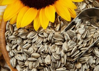 Semillas de Girasol, el snack perfecto Semillas-de-Girasol-el-snack-perfecto
