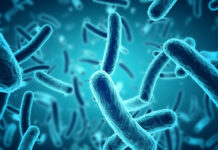 Bacteria vibrio vulnificus: Bacteria Come Carne Bacteria-vibrio-vulnificus-La-bacteria-Come-Carne.