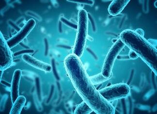 Bacteria vibrio vulnificus: Bacteria Come Carne Bacteria-vibrio-vulnificus-La-bacteria-Come-Carne.