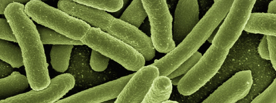 Bacteria-vibrio-vulnificus