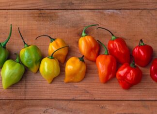 Chile habanero, el más picoso de México Chile-habanero-el-chile-mas-piloso-de-Mexico