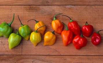 Chile habanero, el más picoso de México Chile-habanero-el-chile-mas-piloso-de-Mexico