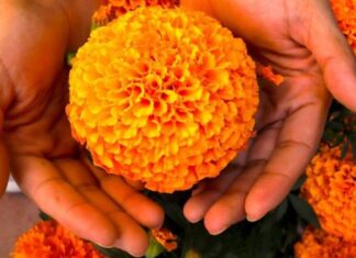 Flor de Cempasúchil, flor de vida y de muerte