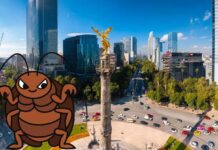 ¿Hay plaga de chinches en CDMX? ¿Hay plaga de chinches en CDMX