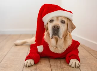 Llega Santa Claus al Metro de la CDMX bye bye friend y santa claus iluminado cdmx metro