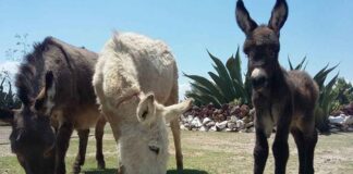 Burrolandia: Vive un tour con burros en Teotihuacán Burrolandia Vive un tour con burros en Teotihuacán