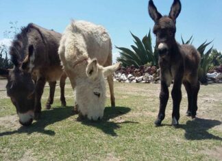 Burrolandia: Vive un tour con burros en Teotihuacán Burrolandia Vive un tour con burros en Teotihuacán