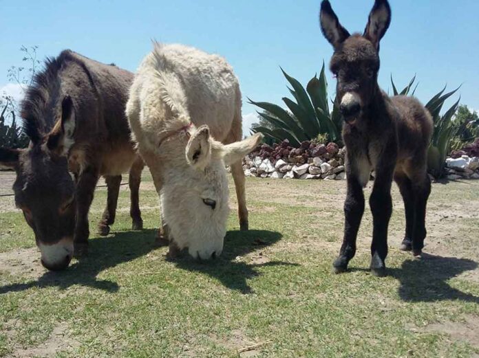 Burrolandia Vive un tour con burros en Teotihuacán