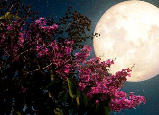 Dieta de la luna: un peligro para tu salud