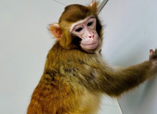 El mono clonado sigue vivo después de dos años: ¿estamos más cerca de replicar a los humanos? El mono Rhesus clonado llamado ReTro Revista Flow