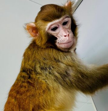 El mono clonado sigue vivo después de dos años: ¿estamos más cerca de replicar a los humanos? El mono Rhesus clonado llamado ReTro Revista Flow