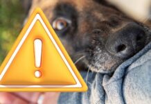 Mordeduras de animales Mordeduras de animales