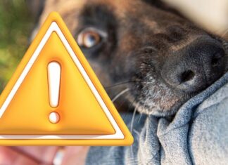 Mordeduras de animales Mordeduras de animales