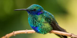 Colibríes en peligro de extinción por la brujería Colibries-en-peligro-de-extincion-por-la-brujeria