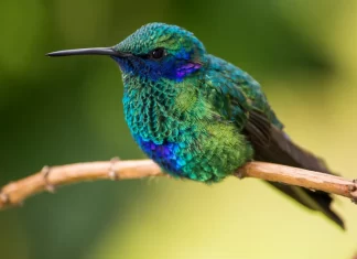 Colibríes en peligro de extinción por la brujería Colibries-en-peligro-de-extincion-por-la-brujeria