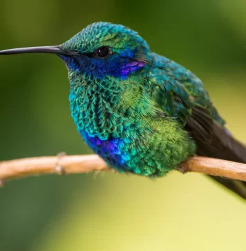 Colibríes en peligro de extinción por la brujería Colibries-en-peligro-de-extincion-por-la-brujeria