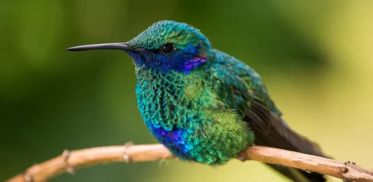 Colibríes en peligro de extinción por la brujería Colibries-en-peligro-de-extincion-por-la-brujeria