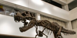 Conoce la exposición de dinosaurios del Universum Conoce la exposición de dinosaurios del Universum
