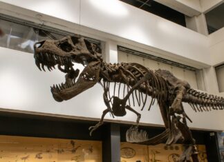 Conoce la exposición de dinosaurios del Universum Conoce la exposición de dinosaurios del Universum
