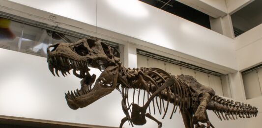 Conoce la exposición de dinosaurios del Universum Conoce la exposición de dinosaurios del Universum