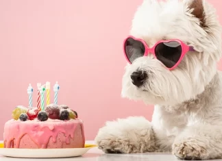 Reposterías para tu mascota en la CDMX Reposterías para tu mascota en la CDMX