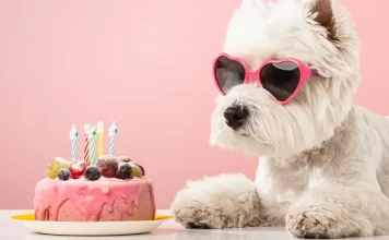 Reposterías para tu mascota en la CDMX Reposterías para tu mascota en la CDMX