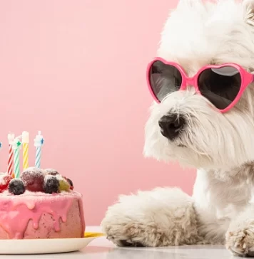 Reposterías para tu mascota en la CDMX Reposterías para tu mascota en la CDMX