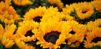¿Regalarás flores amarillas el 21 de marzo? Regalas flores amarillas el 21 de marzo