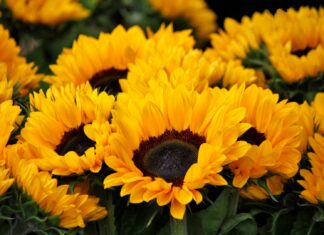 ¿Regalarás flores amarillas el 21 de marzo? Regalas flores amarillas el 21 de marzo