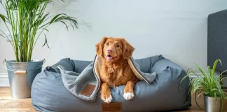 ¿Cómo tramitar la ‘CURP’ para mascotas en CDMX? Cómo tramitar la CURP para mascotas en CDMX