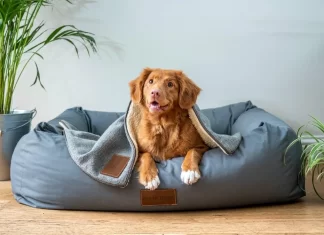 ¿Cómo tramitar la ‘CURP’ para mascotas en CDMX? Cómo tramitar la CURP para mascotas en CDMX