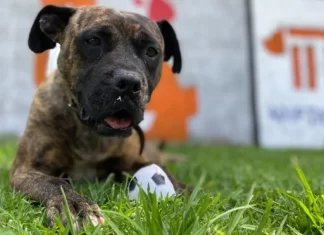 Día del Niño con los perritos del Metro de CDMX Día del Niño con los perritos del Metro de CDMX