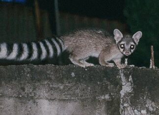 ¿Cacomixtles en la CDMX? Cacomixtles en la CDMX
