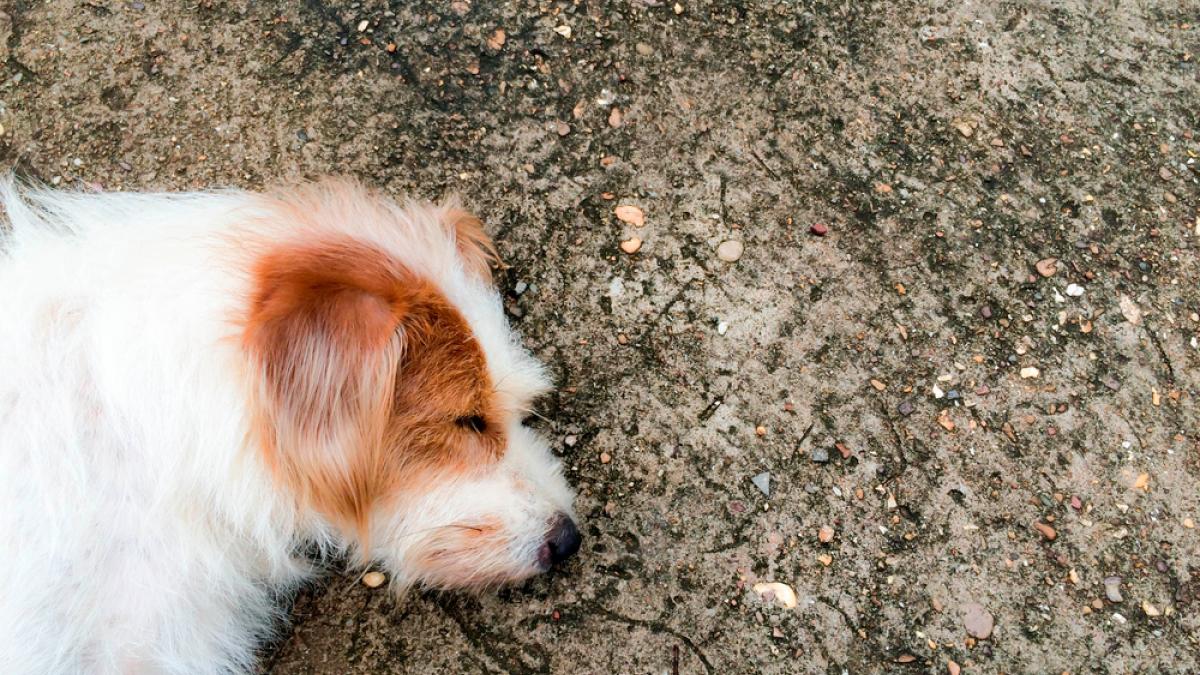 Cómo detectar un golpe de calor en las mascotas