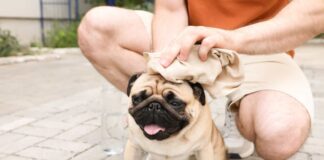 ¿Cómo detectar un golpe de calor en las mascotas? Cómo detectar un golpe de calor en las mascotas