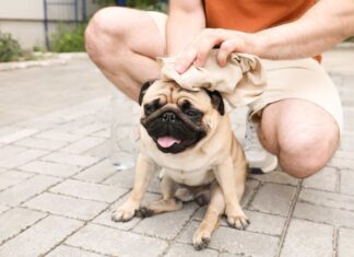 ¿Cómo detectar un golpe de calor en las mascotas? Cómo detectar un golpe de calor en las mascotas