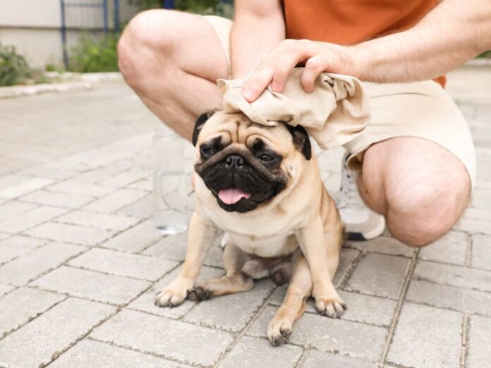 Cómo detectar un golpe de calor en las mascotas