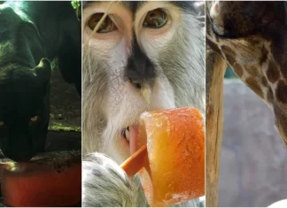 Dan paletas heladas a animales en el Zoológico CDMX Dan paletas heladas a animales en el Zoológico CDMX