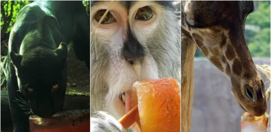 Dan paletas heladas a animales en el Zoológico CDMX Dan paletas heladas a animales en el Zoológico CDMX
