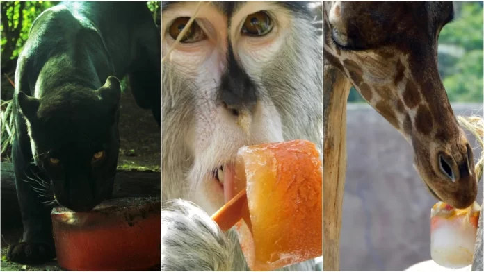 Dan paletas heladas a animales en el Zoológico CDMX