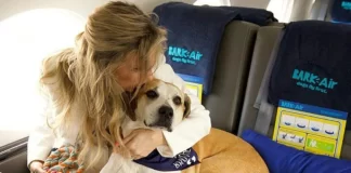 Nueva aerolínea ofrecerá vuelos exclusivos petfriendly Nueva aerolínea ofrecerá vuelos exclusivos petfriendly