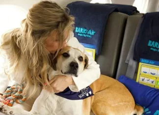 Nueva aerolínea ofrecerá vuelos exclusivos petfriendly Nueva aerolínea ofrecerá vuelos exclusivos petfriendly