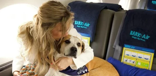 Nueva aerolínea ofrecerá vuelos exclusivos petfriendly Nueva aerolínea ofrecerá vuelos exclusivos petfriendly