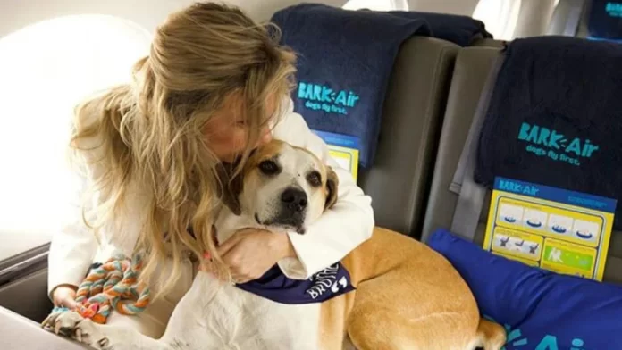 Nueva aerolínea ofrecerá vuelos exclusivos petfriendly