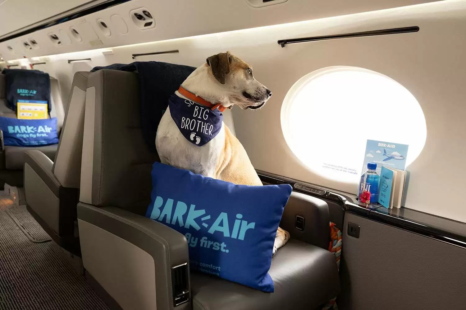 Nueva aerolínea ofrecerá vuelos exclusivos petfriendly